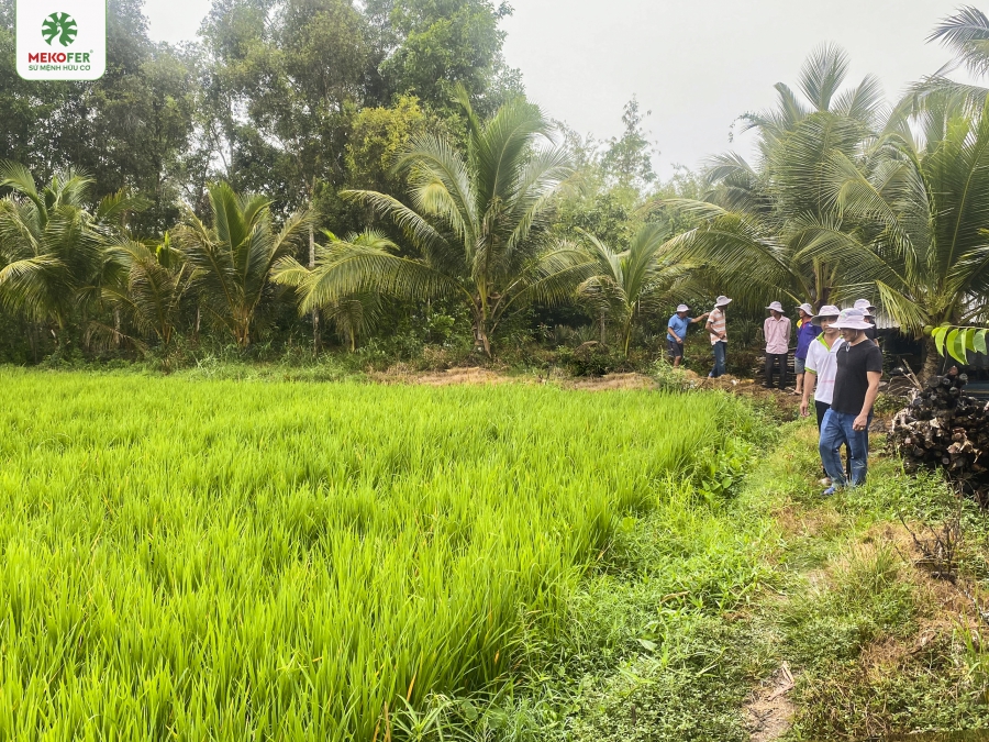 HƯỚNG DẪN SỬ DỤNG PHÂN BÓN SÀI GÒN ME KONG TẠI KIÊN GIANG